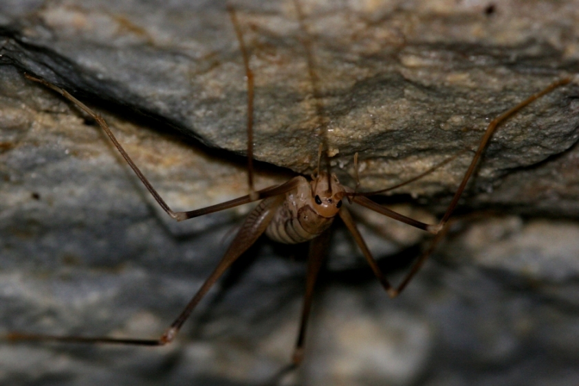 Dolichopoda cfr. ligustica (Rhaphidophoridae)